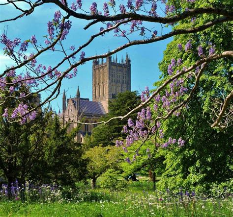 Bishop's Palace Garden in Wells, looking towards the cathedral through the foxglove tree in the ...