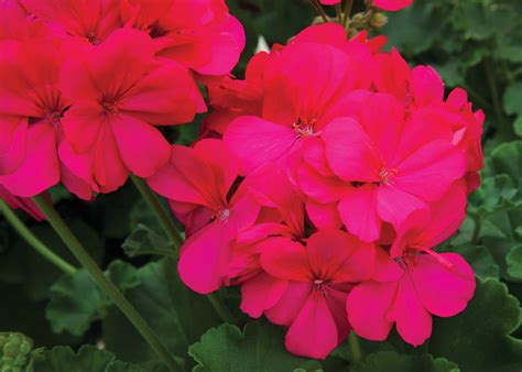 Boldly® Hot Pink - Geranium - Pelargonium interspecific | Proven Winners