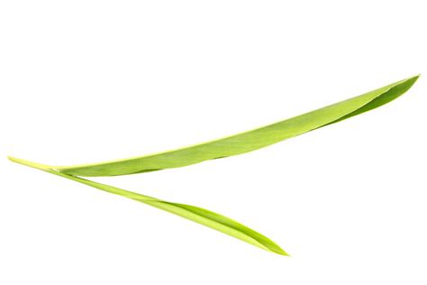 Green Plant Calamus PNG Images | RAW Free Download - Pikbest