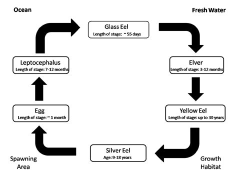 Proposed Species-at-Risk listing for the American Eel | Nature NL