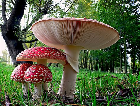 Amanita muscaria. - a photo on Flickriver