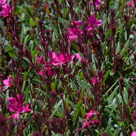 Gaura Belleza Dark Pink