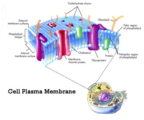 plasma membrane cell function pic 2 : Biological Science Picture Directory – Pulpbits.net