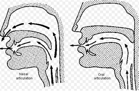 Diagram of Nasal Singing - Ramsey Voice Studio