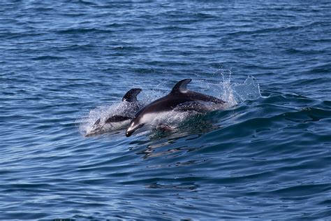 Whale Watching with Flagship Events & Cruises – Ocean Connectors