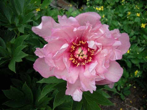 First Arrival | Intersectional Pink 'Itoh' Peony, Pesticide-Free – Cricket Hill Garden