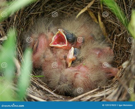 Corn Bunting Nest with Nestlings. Stock Image - Image of birds, group ...