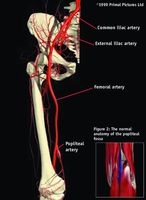 Instant Anatomy Lower Limb Vessels Arteries Anterior Tibial Artery | Images and Photos finder