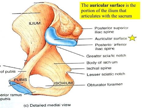 auricular surface | Surface, Anatomy, System