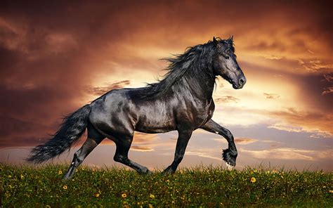 HD wallpaper: Arabian Black Horse Widescreen Images High Resolution ...