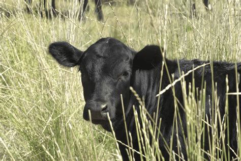 9 Popular Scottish Cow Breeds With Pictures And Facts