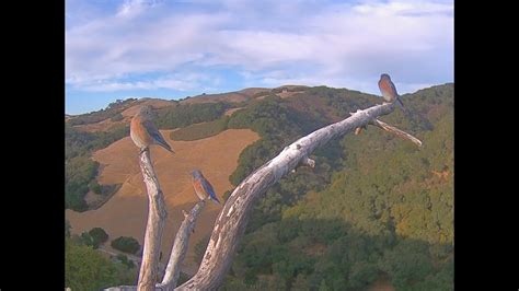 Palomares Canyon Ridge Cam: Three Blue Birds - YouTube