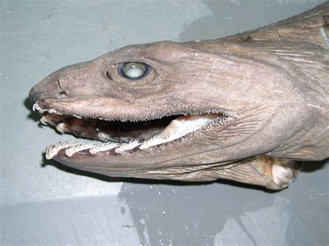 Absurd Creature of the Week: The Nightmarish Shark That Lures Victims With Its Effed Up Teeth ...