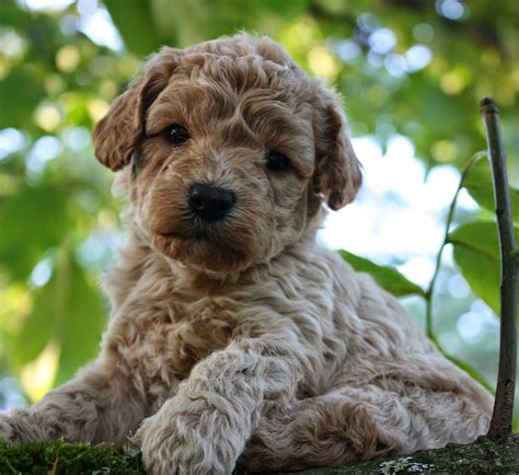 Labradoodles Wallpapers - Wallpaper Cave