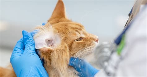 Ear Infections In Cats - PetlifeUS