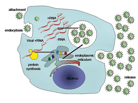 Virus - generalità e caratteristiche peculiari di entità biologiche ...