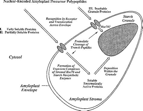 Amyloplast Structure