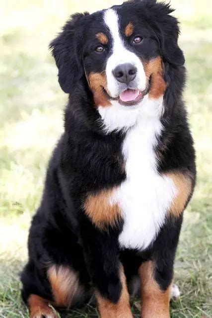 Bernese Mountain Dog Doodle Bernese Mountain Dog Beautiful Doodle Speakers - butchersjam