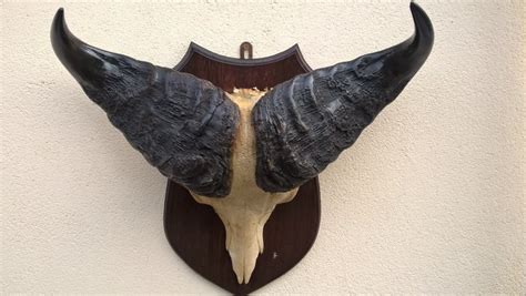 Extra large Cape Buffalo horns with part of skull on shield - Syncerus caffer - 67 x 59 x 22 cm ...