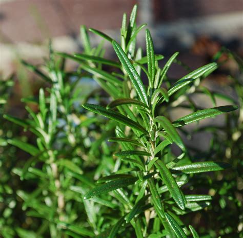 Rosemary: Planting, Growing, and Harvesting Rosemary Plants | The Old Farmer's Almanac