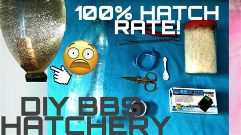 DIY BABY BRINE SHRIMP HATCHERY - YouTube