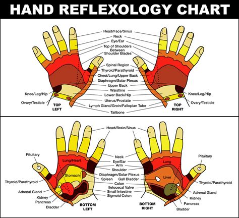 Reflexology Chart – Hands