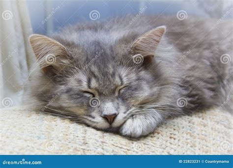 Sleeping Grey Striped Kitten Stock Image - Image of snooze, sleep: 22823231