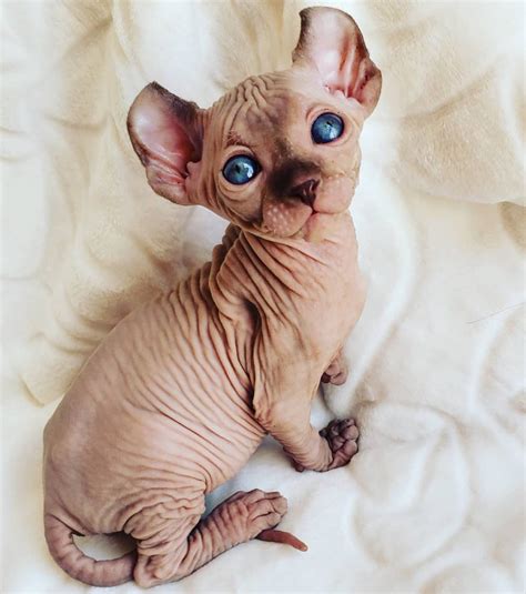 21 Adorable Sphynx Photos For Every Sphynx Lover