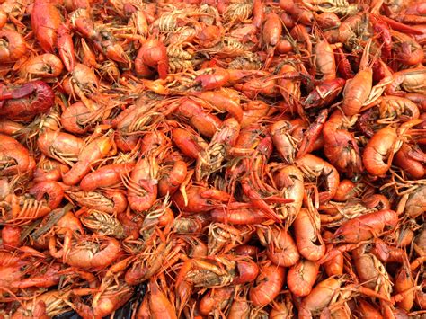 Crawfish Season! Crawfish Fennel Salad – Hungry for Louisiana