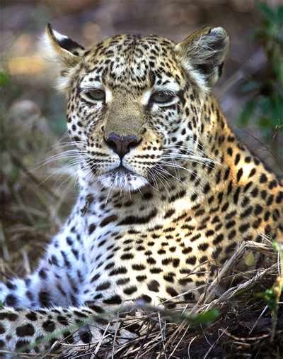 Luipaard - Krugerpark Wildlife Afrika Wilde Dierenpark Natuur Safari