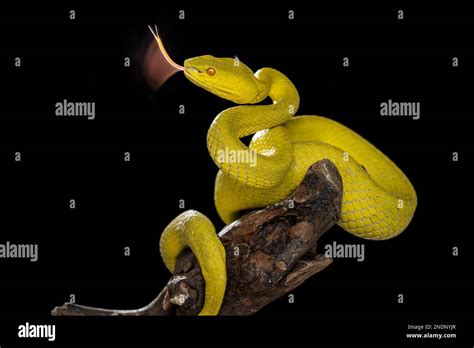 Black viper snake hi-res stock photography and images - Alamy