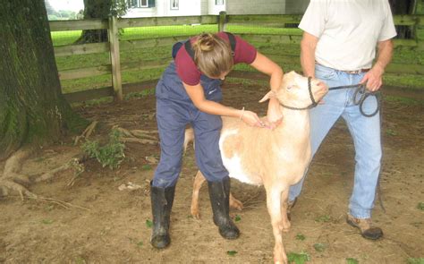 Large Animal Vet | Muddy Creek Veterinary Service