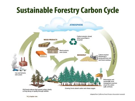 Sustainable Forestry Carbon Cycle – Washington Forest Protection Association