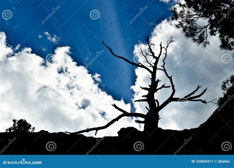 Silhouette of Withered Tree in the Background Sky Stock Image - Image of horizon, blue: 25899411