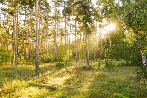 sunny forest scenery Free Photo Download | FreeImages