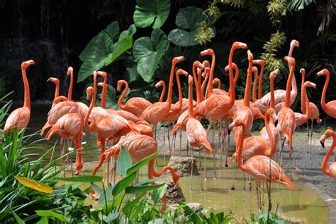 "Caribbean Flamingos". | Wildlife habitat, Why are flamingos pink, Flamingo