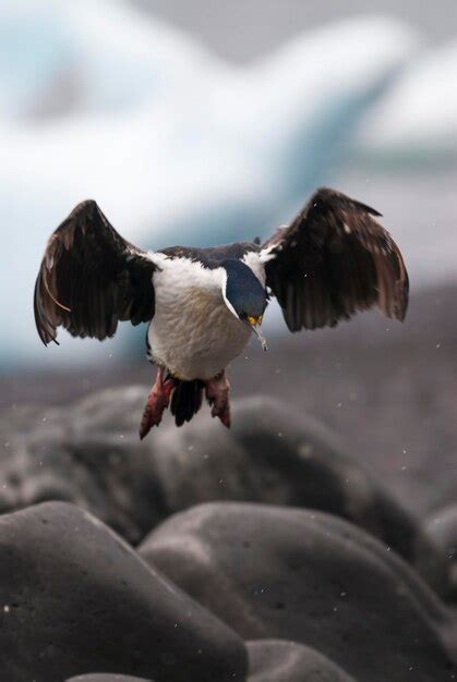 Premium Photo | Imperial cormorant in breeding colony paulet island ...