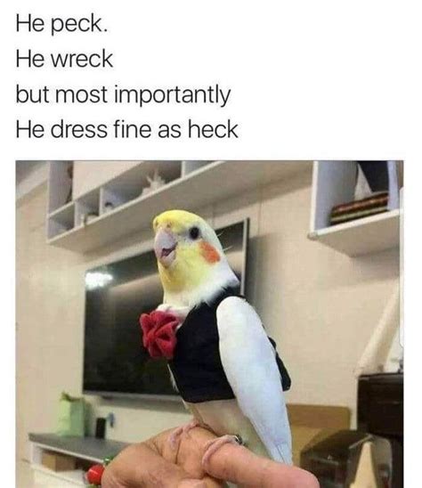 u/DrGeezerLadyPleaser | Parrots | Know Your Meme