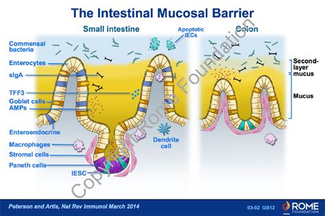 Physiology Motility 02 – The Intestinal Mucosal Barrier – Rome Online