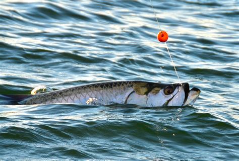 2024 Tampa Tarpon Fishing Season - Bag´Em Fishing Charters