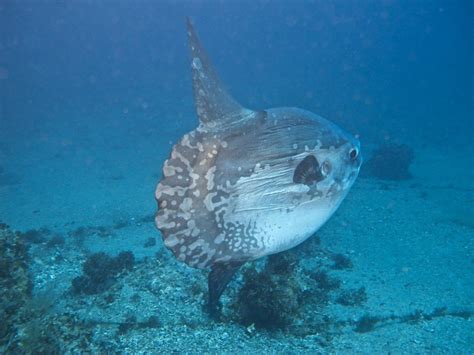 Who am I? The larval sunfish mystery - The Australian Museum Blog