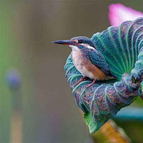 Beautiful Bird Photography by Johnson Chua | 99inspiration