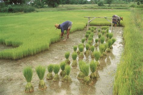 Early Humans Farming