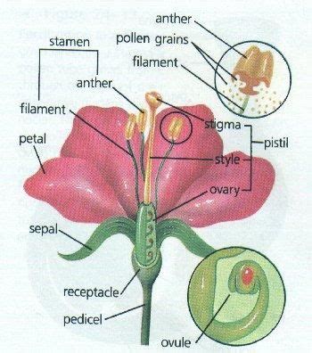 phylum Anthophyta - Google Search | Parts of a flower, Plant science ...