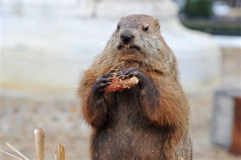 Groundhog Day Traditions