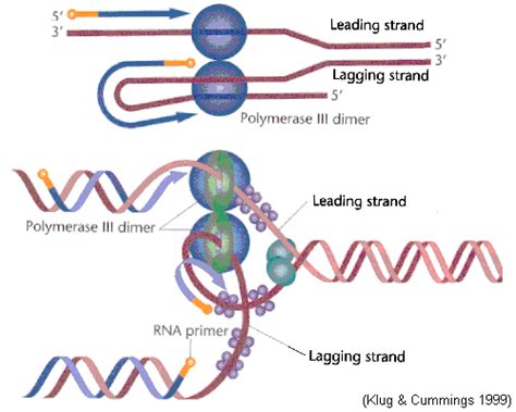 Leading & Lagging Synthesis