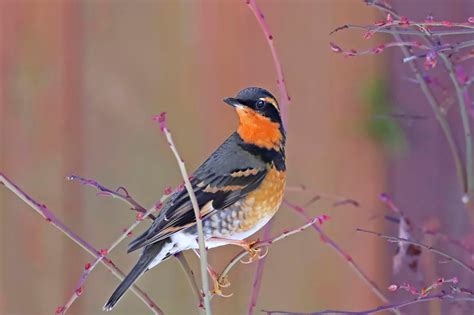 The Varied Thrush: The Colorful Voice of the Northwest