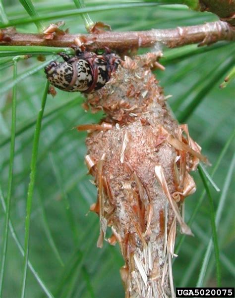 Bagworms in the Landscape | N.C. Cooperative Extension