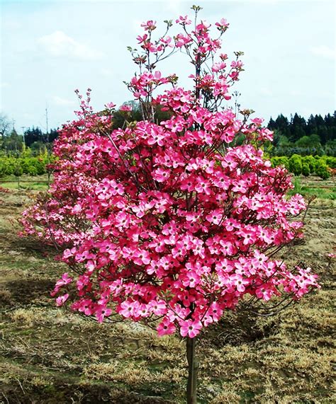 Coral Red Dogwood Trees For Sale Online | The Tree Center