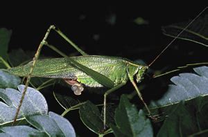 Katydids